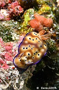 Hypselodoris tryoni Risbecia tryoni doris de tryon-Tomia table coral-25m-20180525-Denis-ADER-DSC_0596_tn